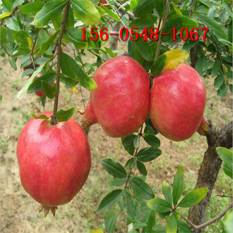 ����̩ɽ��ʯ���硢ͻ��˹����ʯ���� ����ʯ������ �����ʯ����