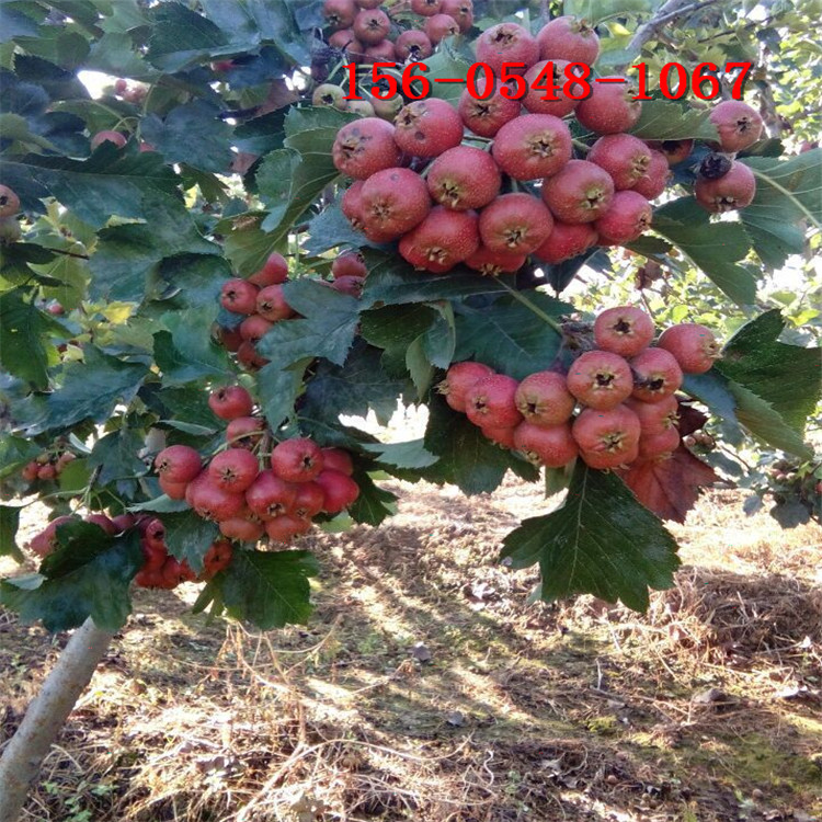 ���������߲��� ɽ��� �����ɽ��� ������ɽ��� �����ɽ���