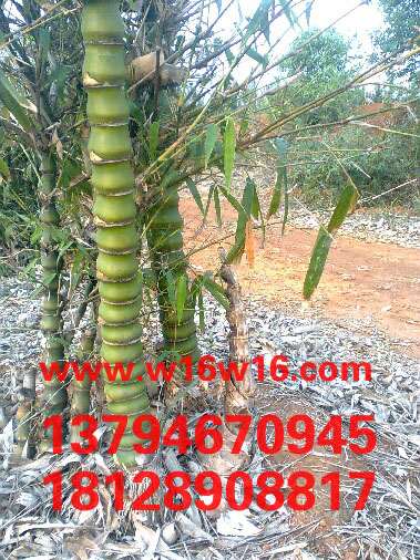 ��Ӧ������� 