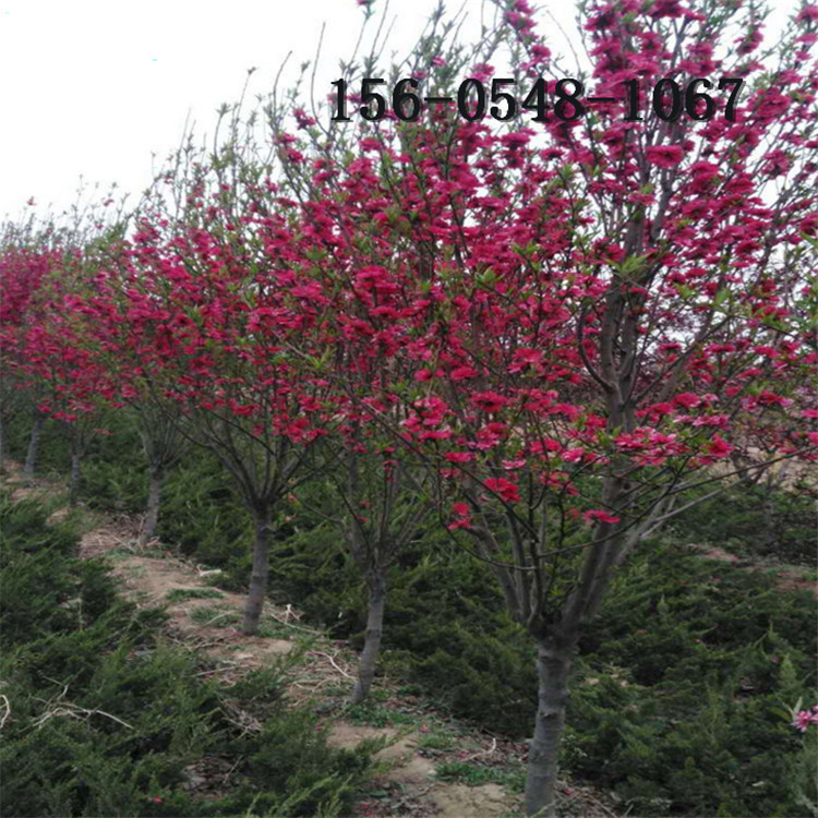 1-5���ֺ�Ҷ���� 6����7����8����9����10����11���ֺ�Ҷ��������