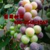  葡萄苗 盆栽葡萄树苗  巨峰葡萄苗 优质葡萄苗价格