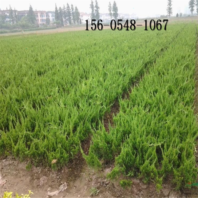 ����ֱ����롢1�� 2�ס�2.5�ס�3�ס�3.5����� 4�׸��ֹ������