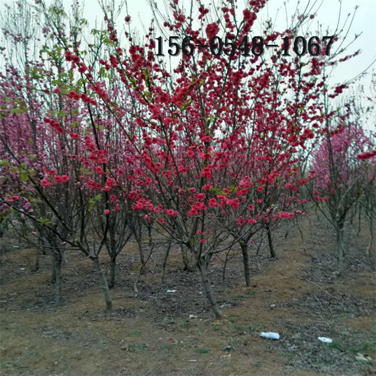 1���ֺ�Ҷ�������� 2����3����4����5���ֺ�Ҷ���� 6���ֺ�Ҷ����