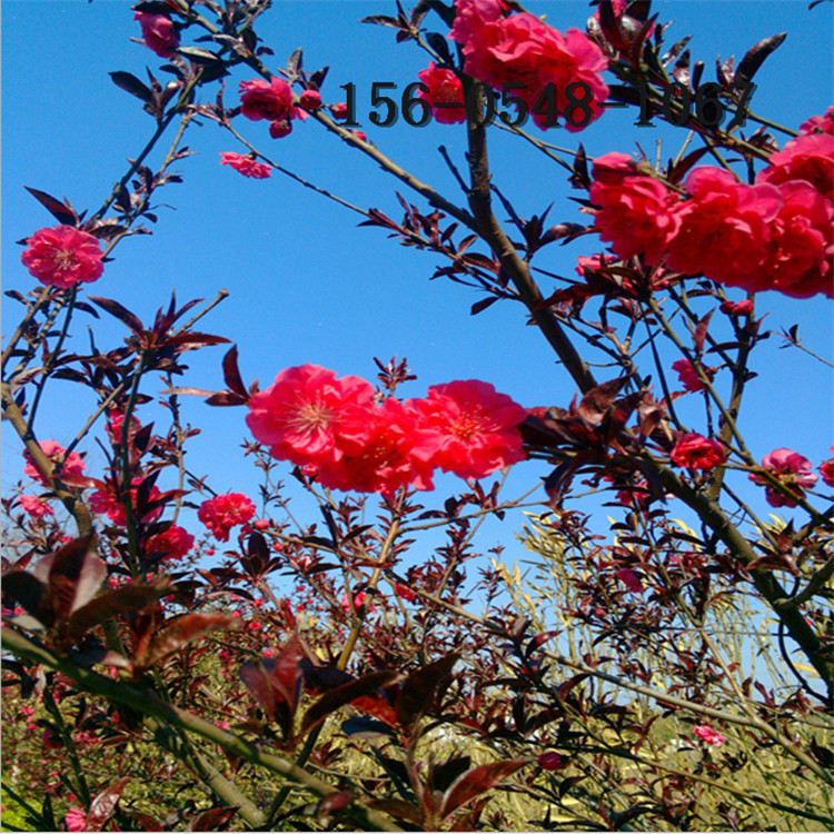 1-8���ֺ�Ҷ���ҡ�9����/10���ֺ�Ҷ���� 12����15���ֺ�Ҷ������