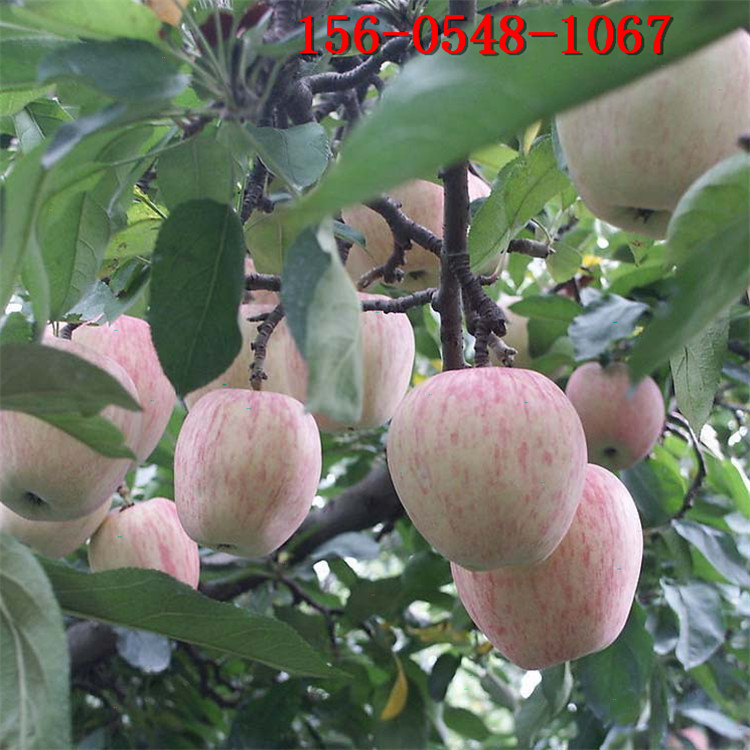 ��Ӧ����ƻ���� �̸�0�̸�8 �̸�6ƻ���� 1����-5���ֺ���ƻ����