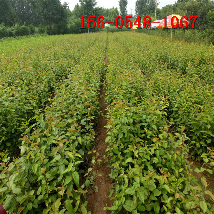 �����������ֻ���Ӧ 1����2�������������� 3���ֻʹ����� ������