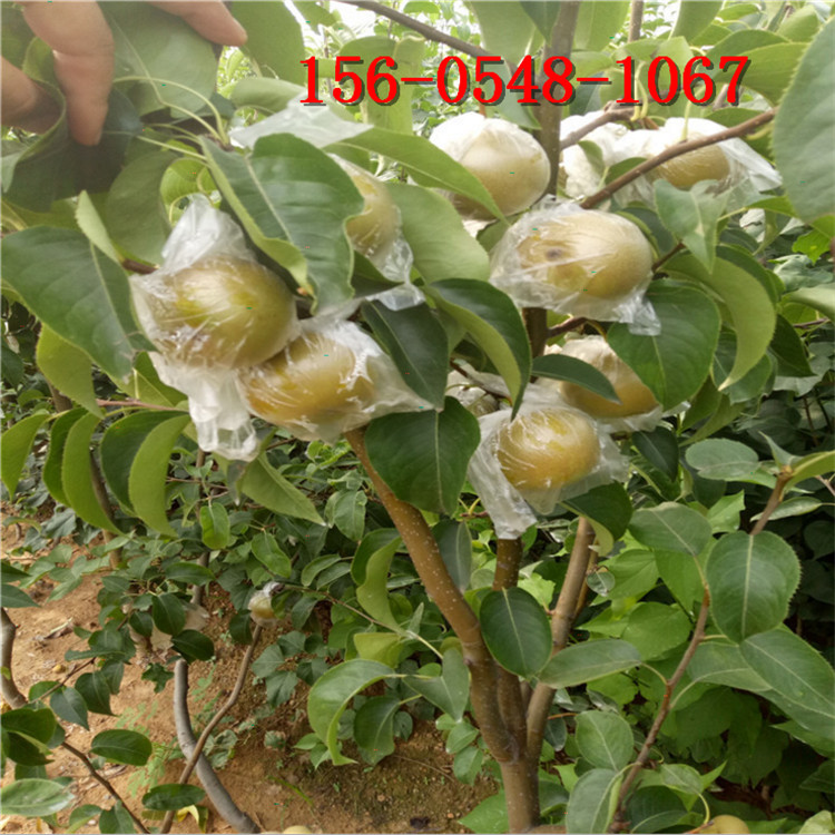 ���������������� ���������� �ƽ������� ����ʵ���� ���ֺ�����