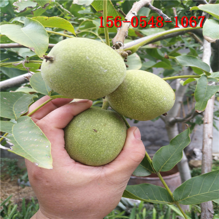 ���������� 1����2����3������������� ���������-8518��������