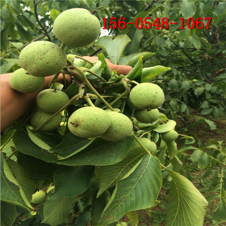 ����1����2����3����4�����ɺ�1�ź����硢��������� ���������